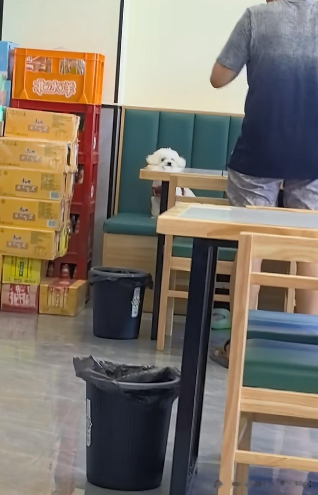 狗上桌，这次轮到安徽淮南新达商业广场里的伟新拉面馆了！狗主人将狗单独留在餐厅的绿
