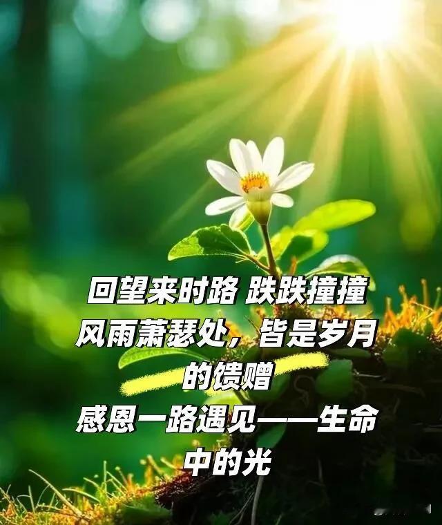 把烦恼留在昨夜，迎着晨光向前，生活虽有不易，但总有细碎美好在等候。早安。