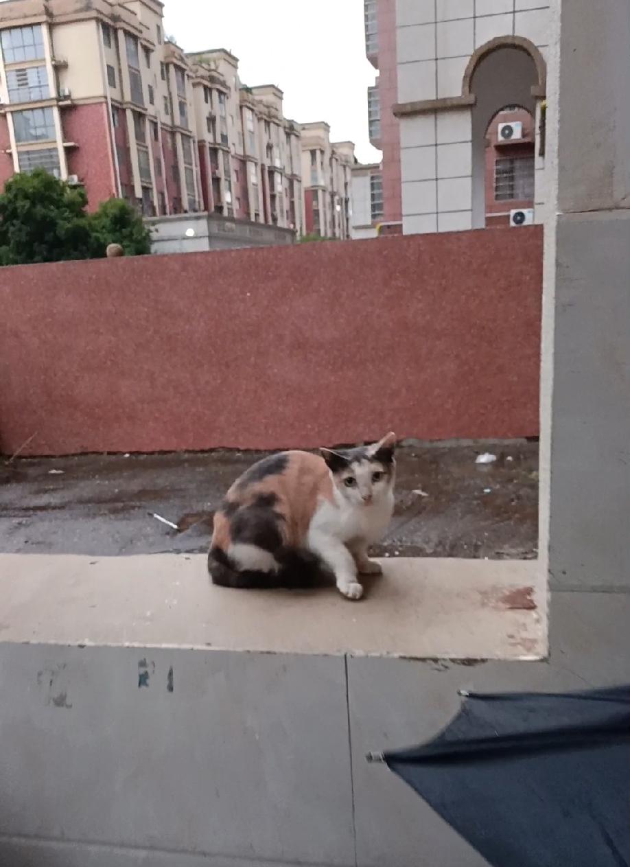 据说三花猫有三种颜色，是猫界的漂亮女明星，这只猫是不是三花猫呀？只可惜是一只流浪