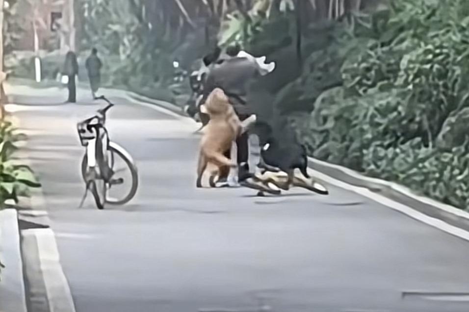 谁再说我家的狗很乖不咬人的，麻烦看一下这起事件！这起事件是发生在重庆，当时家长