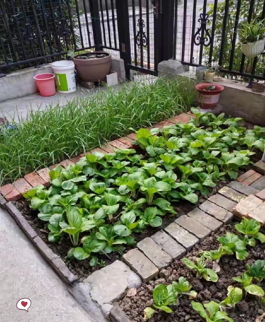 回老家之前，我其实心里没什么期待，只想着看看房子有没有漏雨、院子是不是又荒得不成