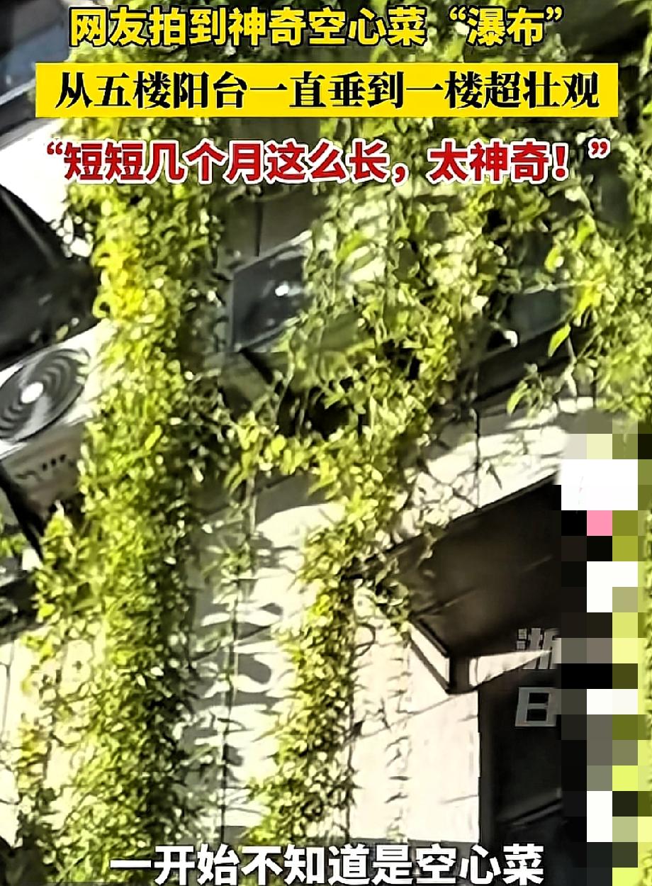 谁能想到，5楼业主种的空心菜，居然成了整栋楼的“社交神器”！藤蔓从5楼垂到1
