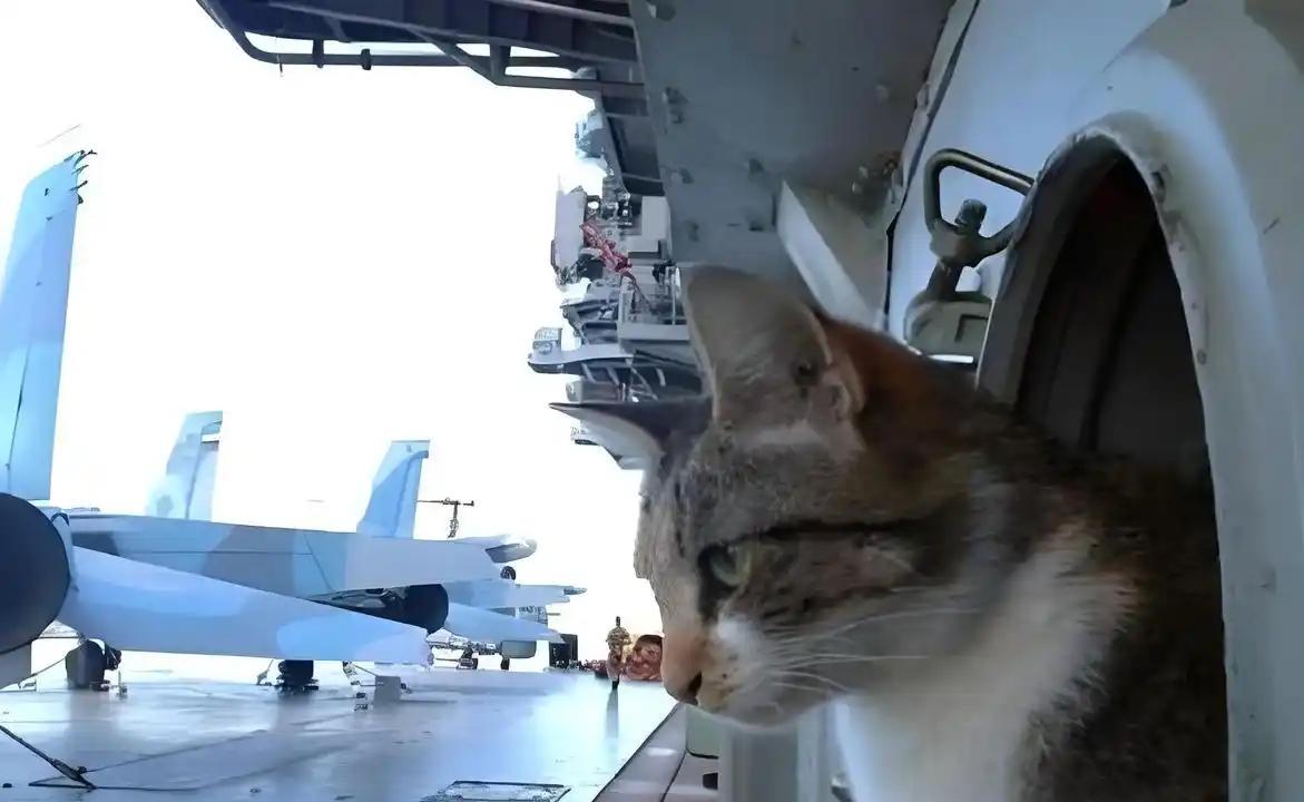 航母上为什么要养猫？要是为了抓老鼠那你就大错特错了，现在航母上的猫可不只是为了抓