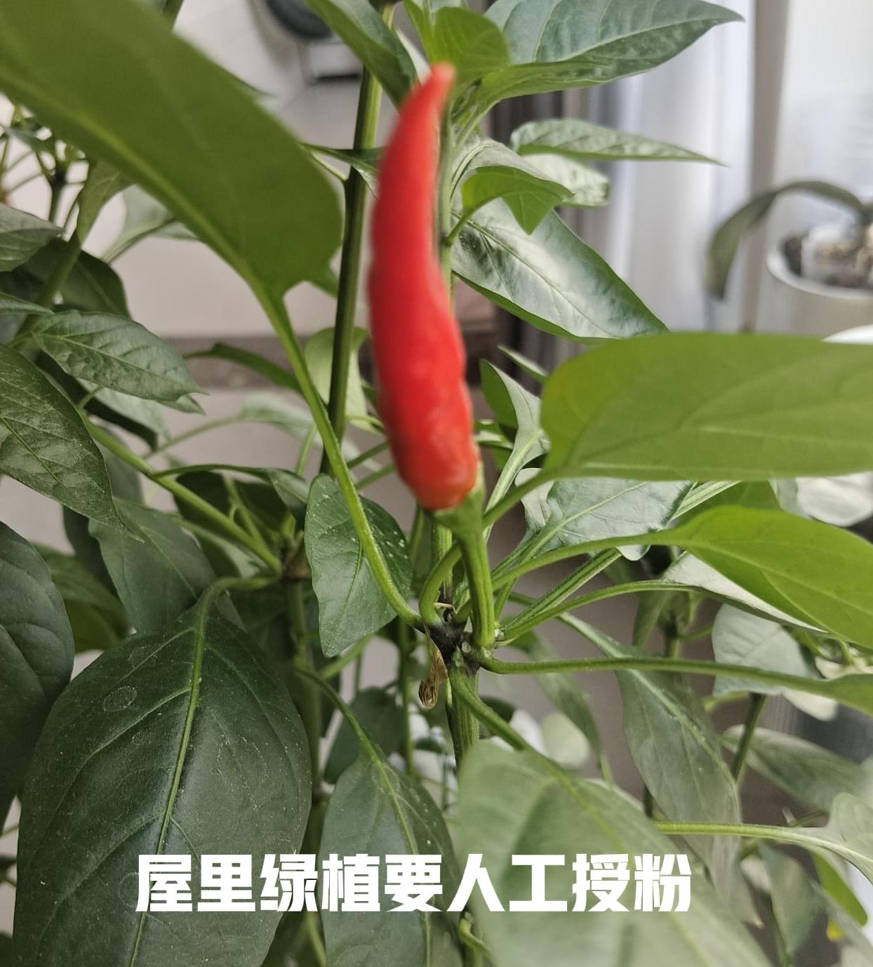 我阳台上的辣椒只结了一个辣椒，后来才知道少了两道工序我阳台上的辣椒只收获了一