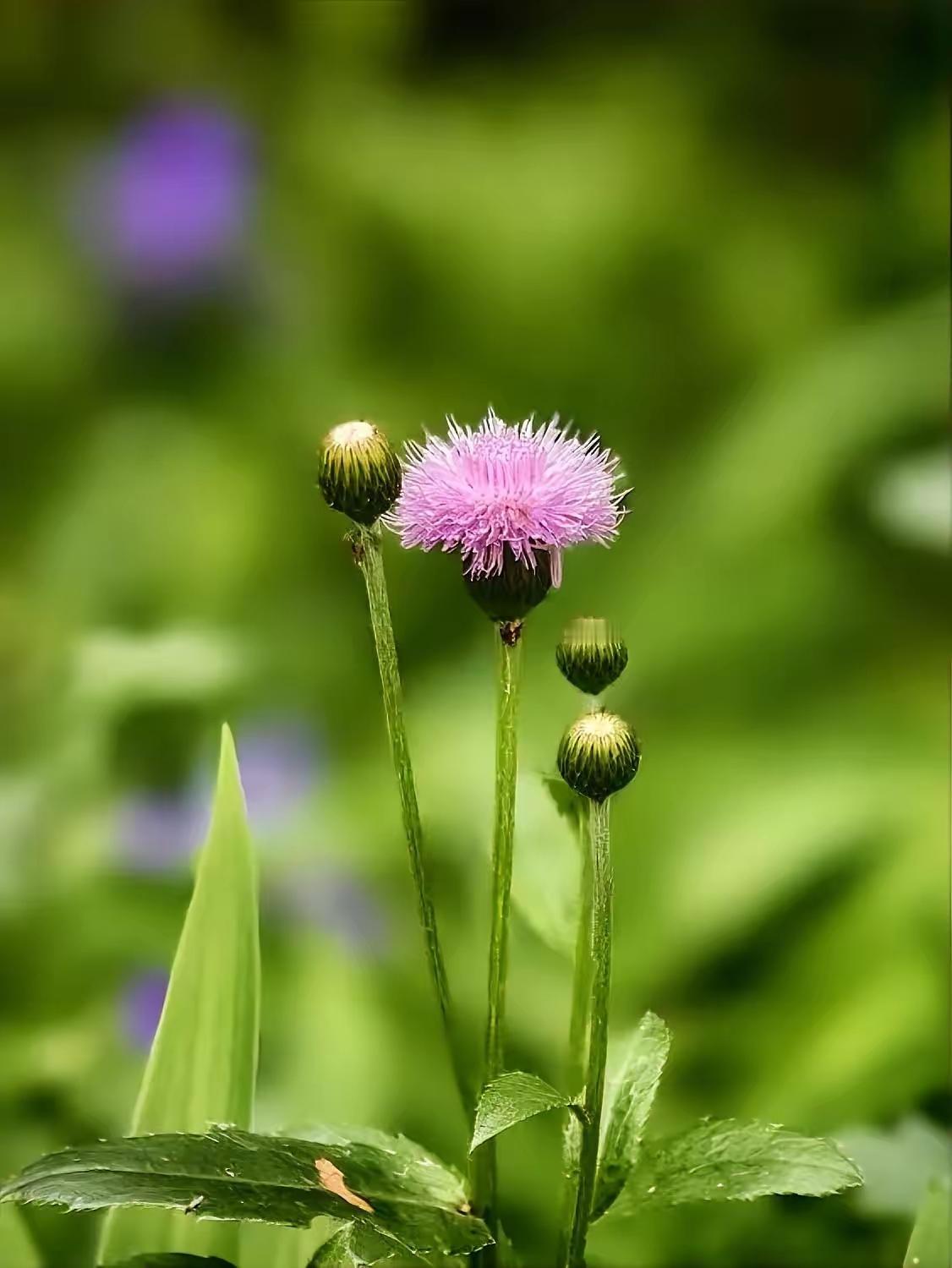 就喝了3天！堵在喉咙里的痰，居然自己化没了！（温馨提示：食疗仅作辅助，不适