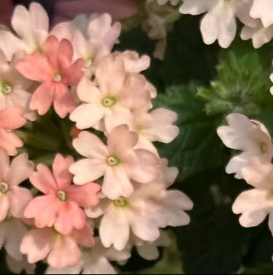 0000美女樱种植一、光照美女樱是典型的喜光花卉，耐热又耐晒，光照越充足，开花越