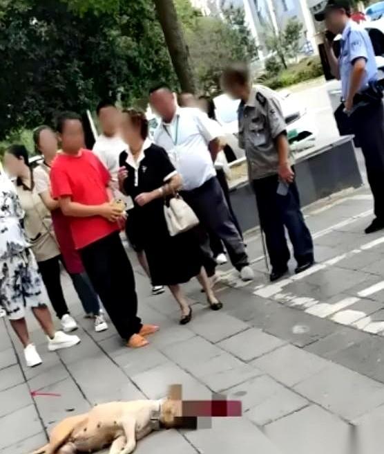 就听见“咚”的一声闷响。一条几十斤重的大狗，被个大哥单手薅着后脖颈，结结实实砸