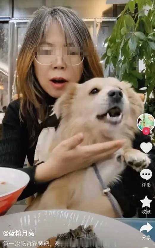 北京一小仙女带着自家的金毛犬，到王爷府南门涮肉店吃饭。女子让狗狗上桌与她一起同