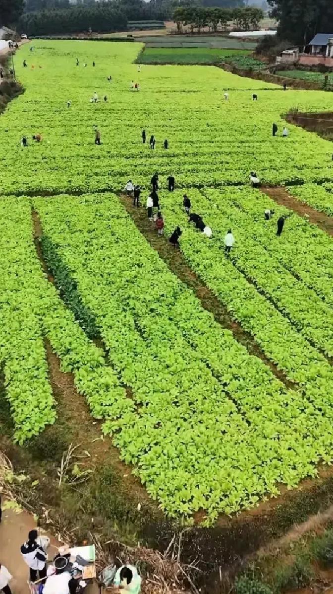 甘蔗哥元旦三天把20亩萝卜玩成了爆款。四川眉山的这位农场主，原本被蚜虫咬得头疼