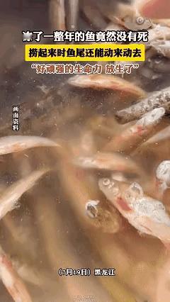 科学都解释不清了！黑龙江icon，女子看到冰柜里有冻了一年的老头鱼icon，就想