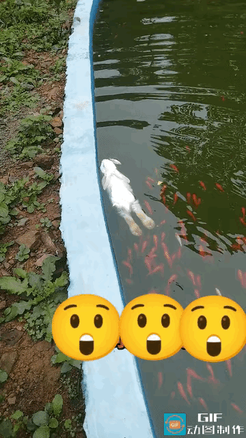 谁能想到，打破固有认知的居然是一只小白兔！广东男子逛公园时，远远看到湖面一团