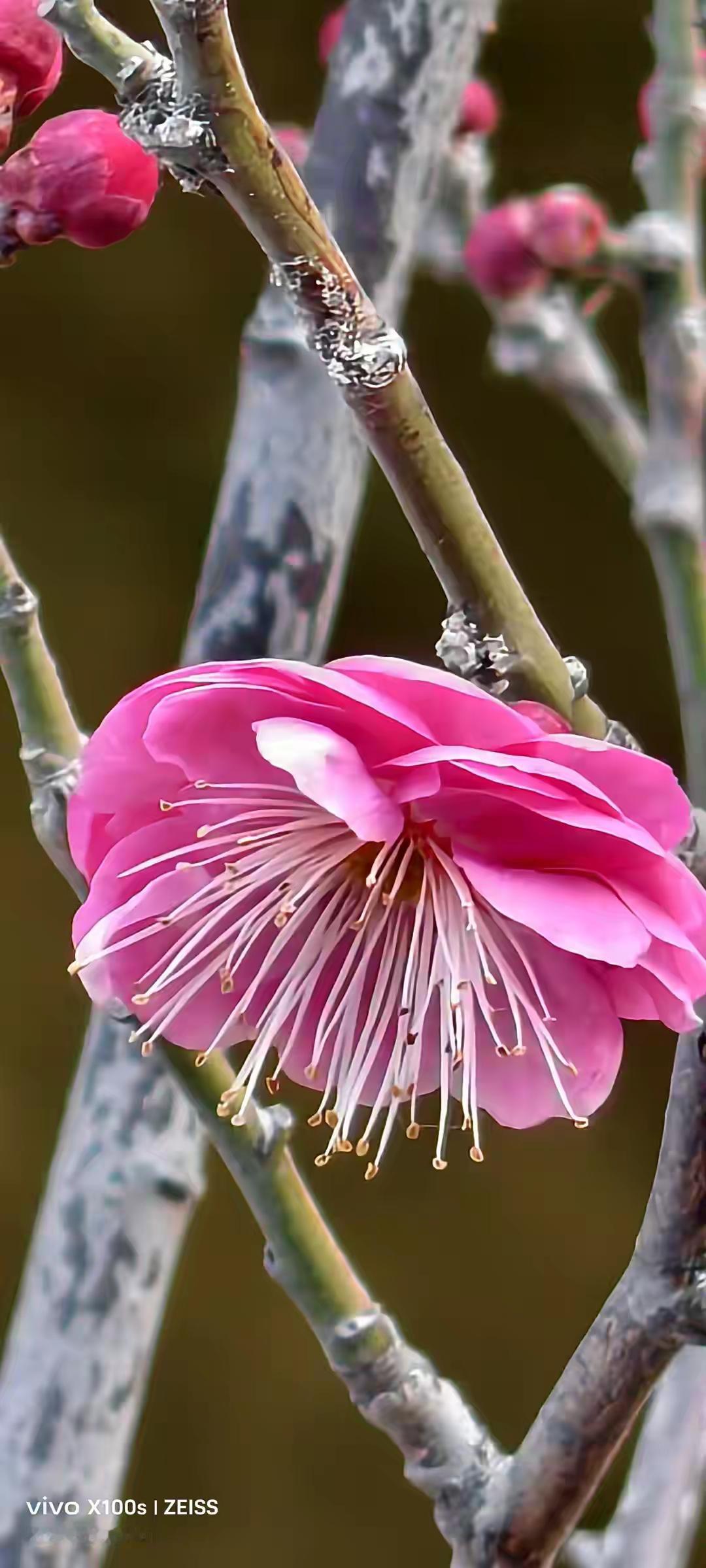 物稀为贵永真理，有时又把新物求！人生在世贵在需，今日俱有吩明有！！[赞]