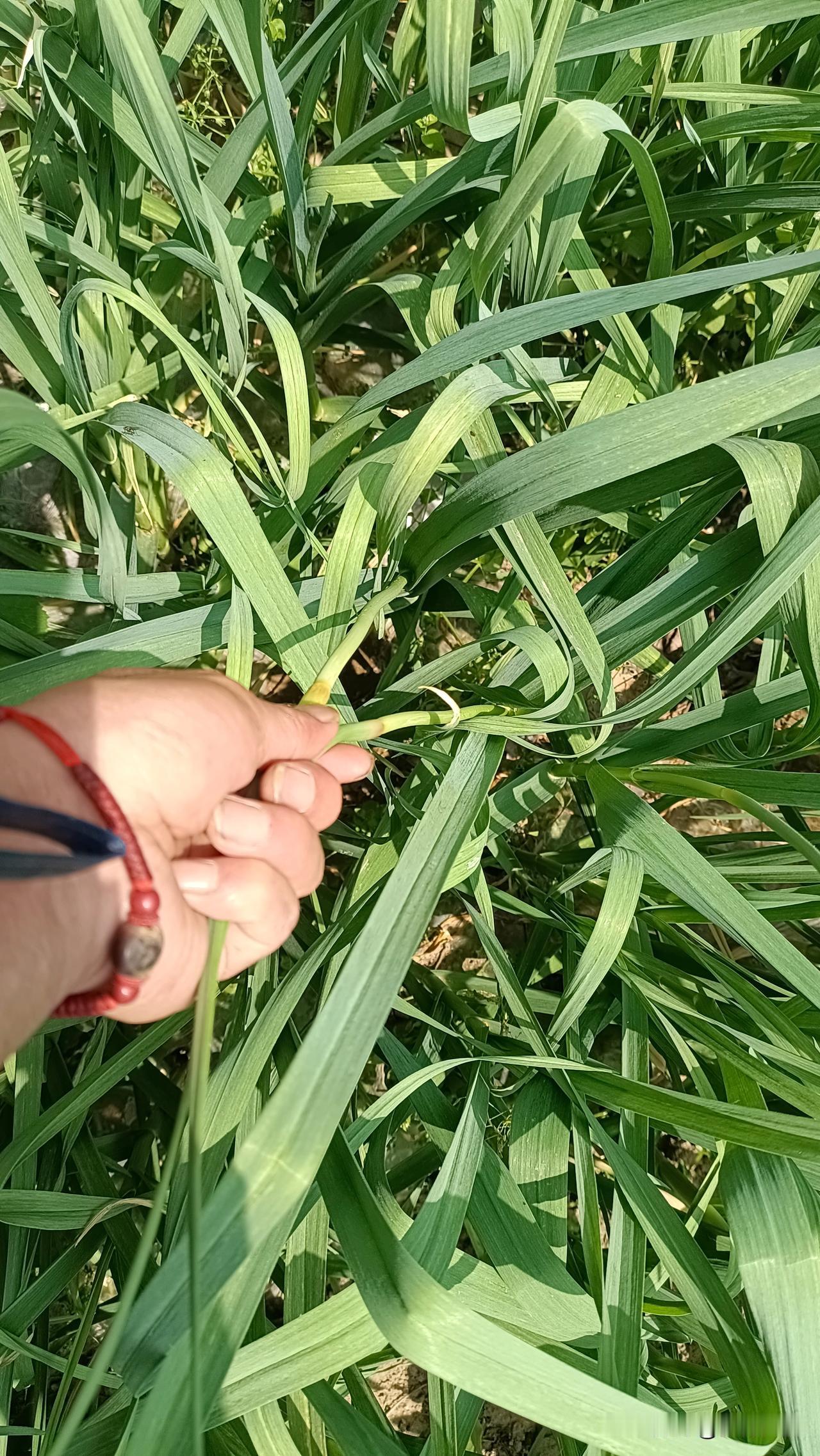 4月17日，河南杞县鲜蒜苔涨价啦，库内大蒜价又开始下跌，这是要抄家吗？河南的