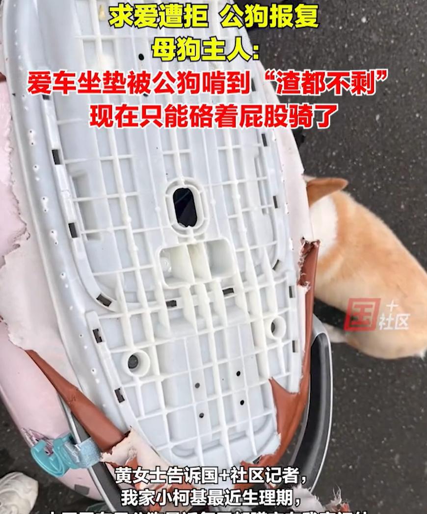 “哭笑不得！”安徽合肥，女子在小区遛狗时，经常被一条大狗跟着，她知道这是公狗在对
