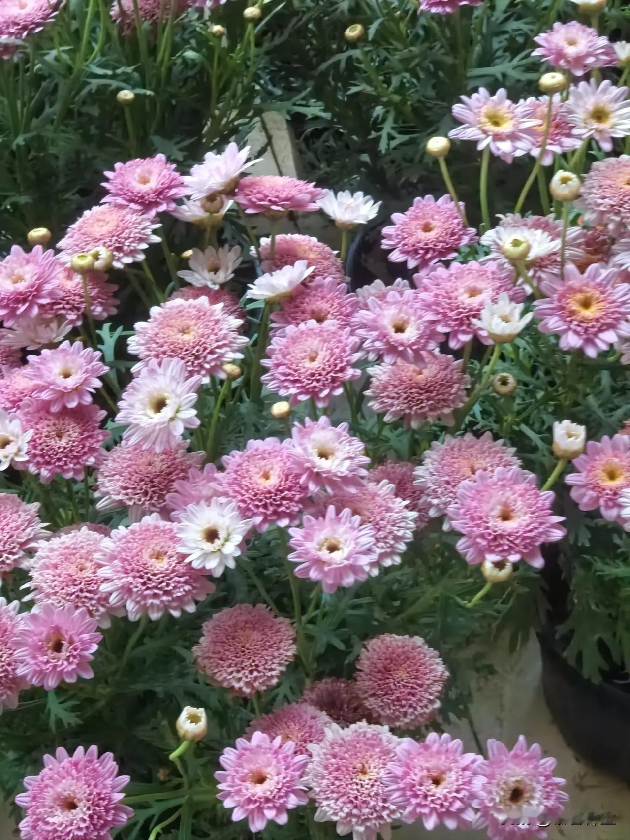 春来无事，只为花忙‌‌！我愿做个看花的人，只闻花香，不谈悲喜。镜头下的花朵轻展笑