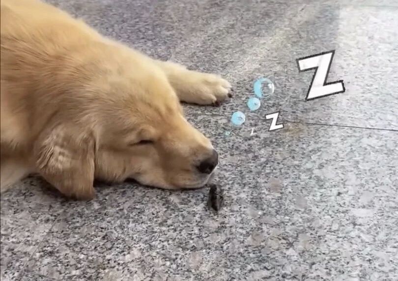 一只蝉自己跑到金毛的嘴里，下一秒就被金毛给吃掉了，金毛想不到还有外卖！