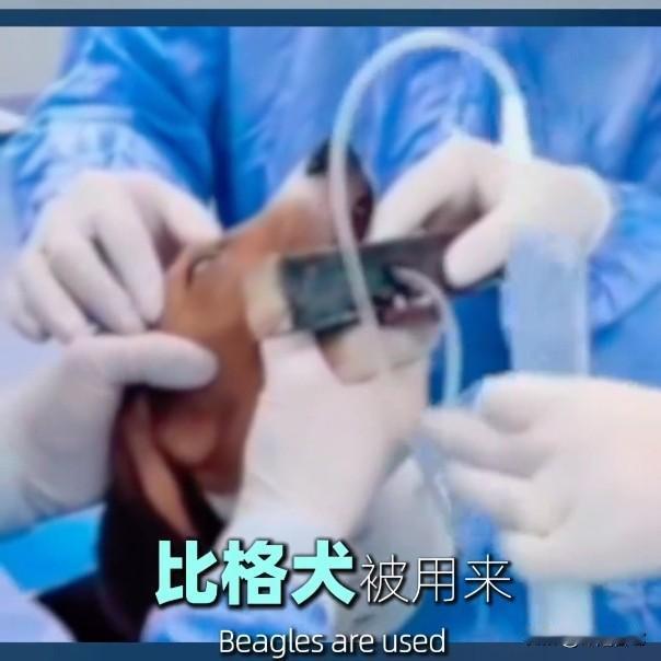它们以为手术室的灯，就是太阳“实验犬”今天刷到实验比格犬的视频，心脏揪得发疼