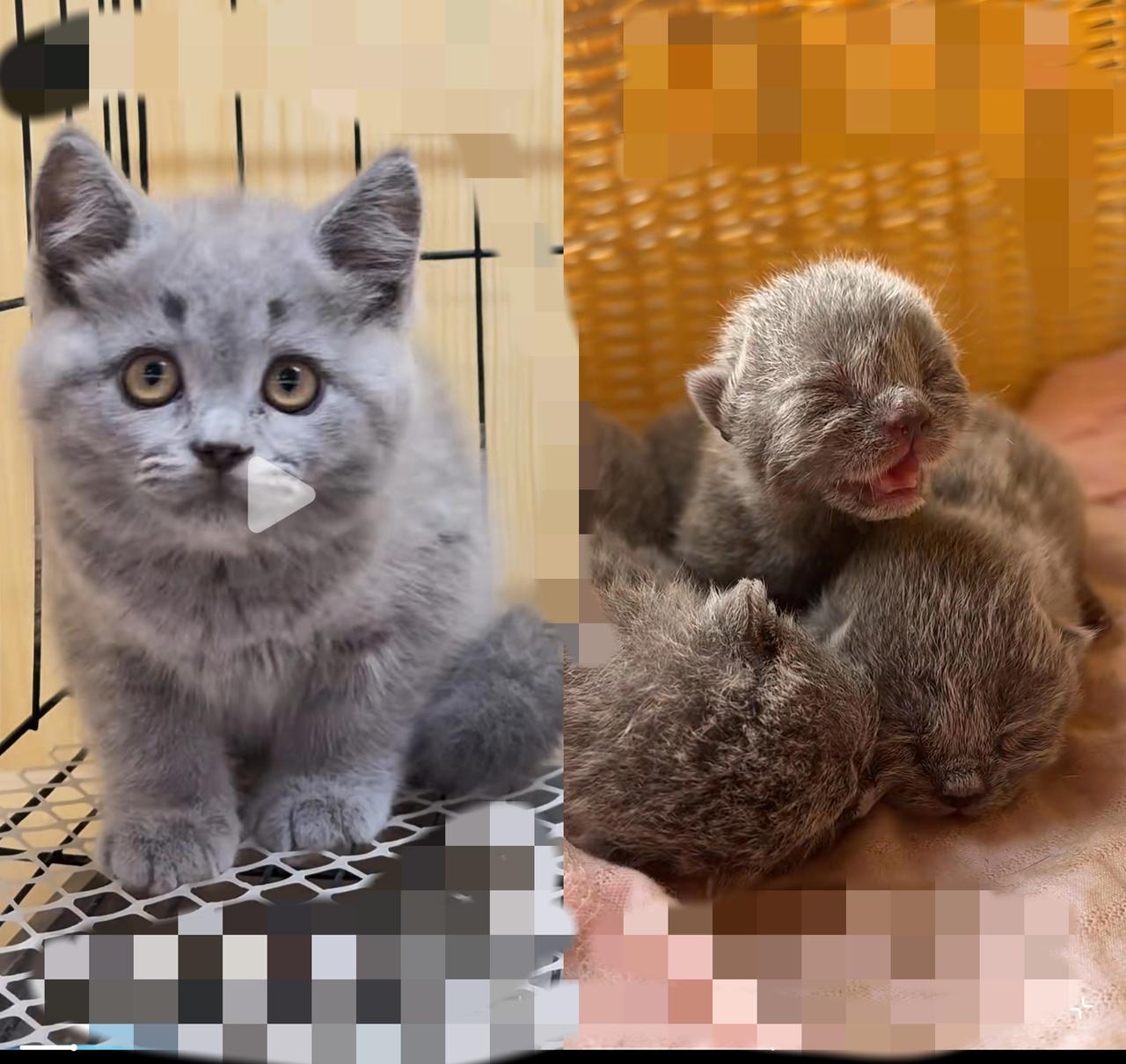 家人们，谁懂啊！前几天去朋友家，竟碰上他家蓝猫难产去世，只留下