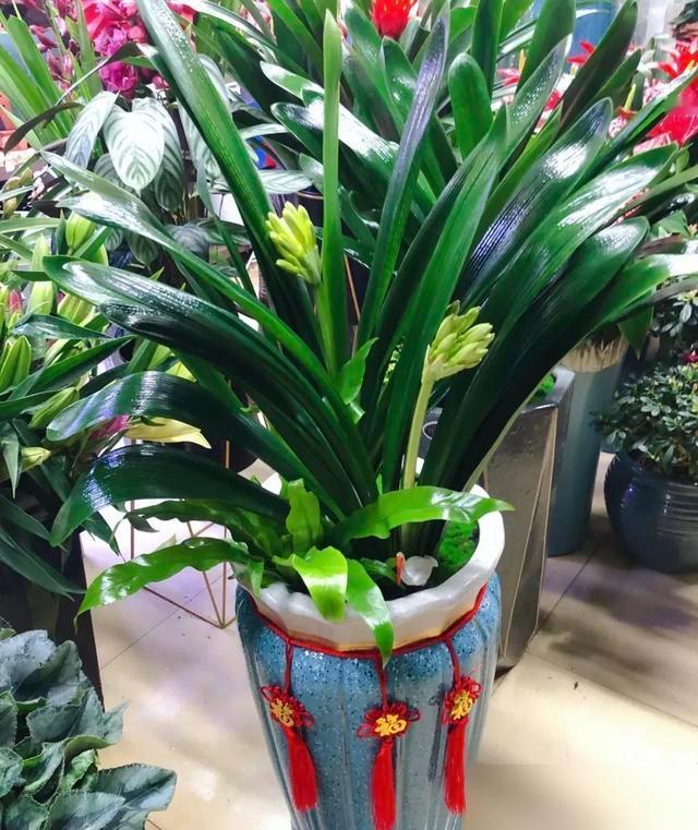 家人们谁懂啊！秋天的太阳看着暖乎乎的，可我家散尾葵晒了两天叶子就黄了！最近好多花