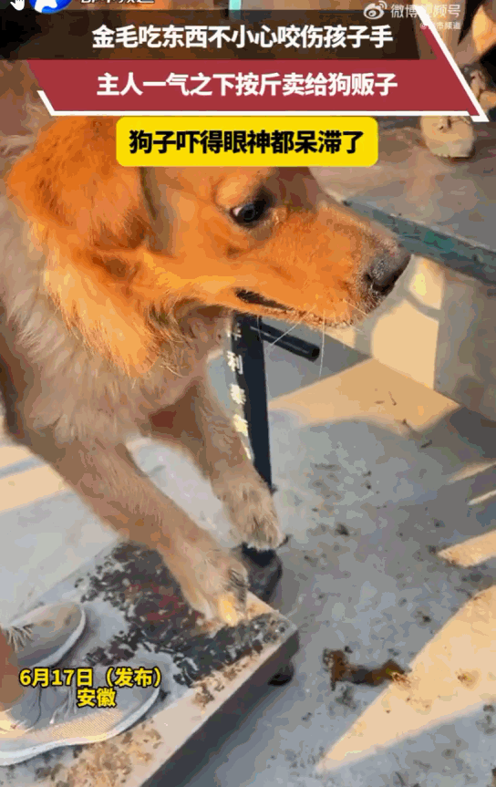 “若已不爱，请别伤害！”据媒体6月18日报道，安徽，一家养的狗狗只因在吃东西时不