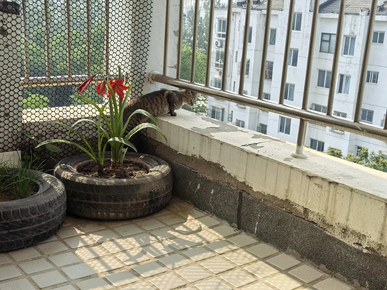 艺高猫胆大