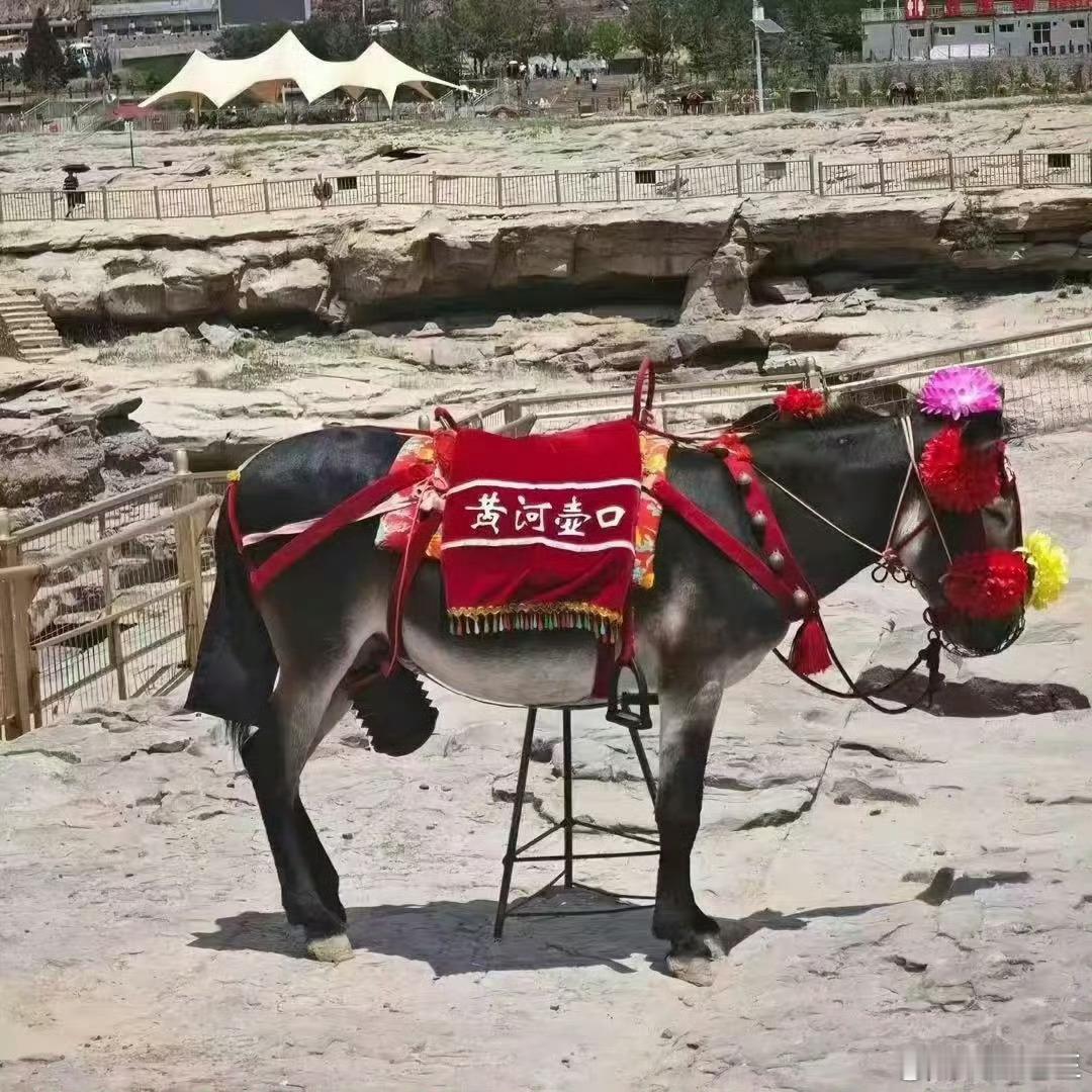 为啥要给驴戴套？[捂脸哭]​​​​