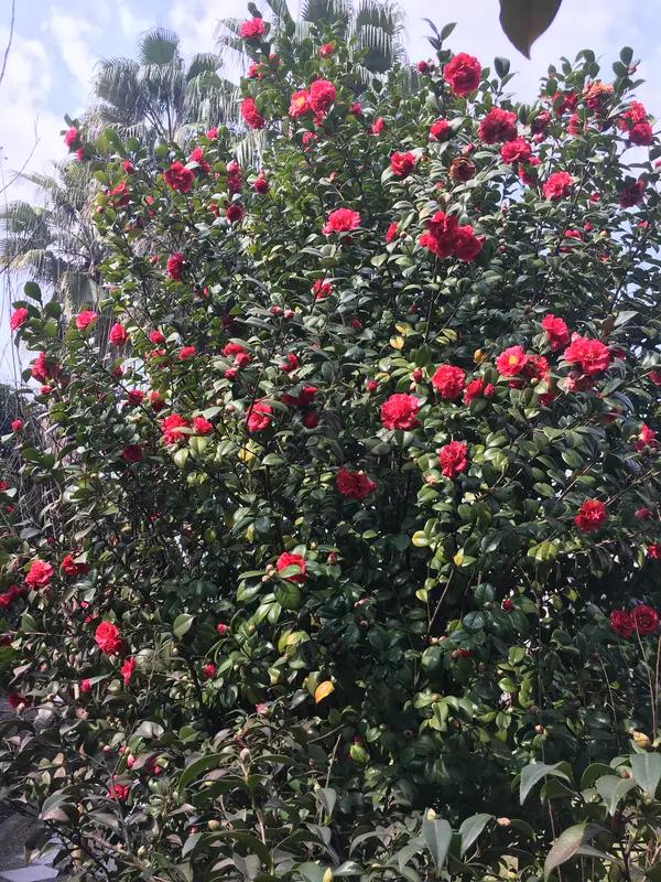 参加晒图笔记大赛，必须晒我家的茶花树！这可是适合在寒冷冬日养护的花卉，一到冬天，