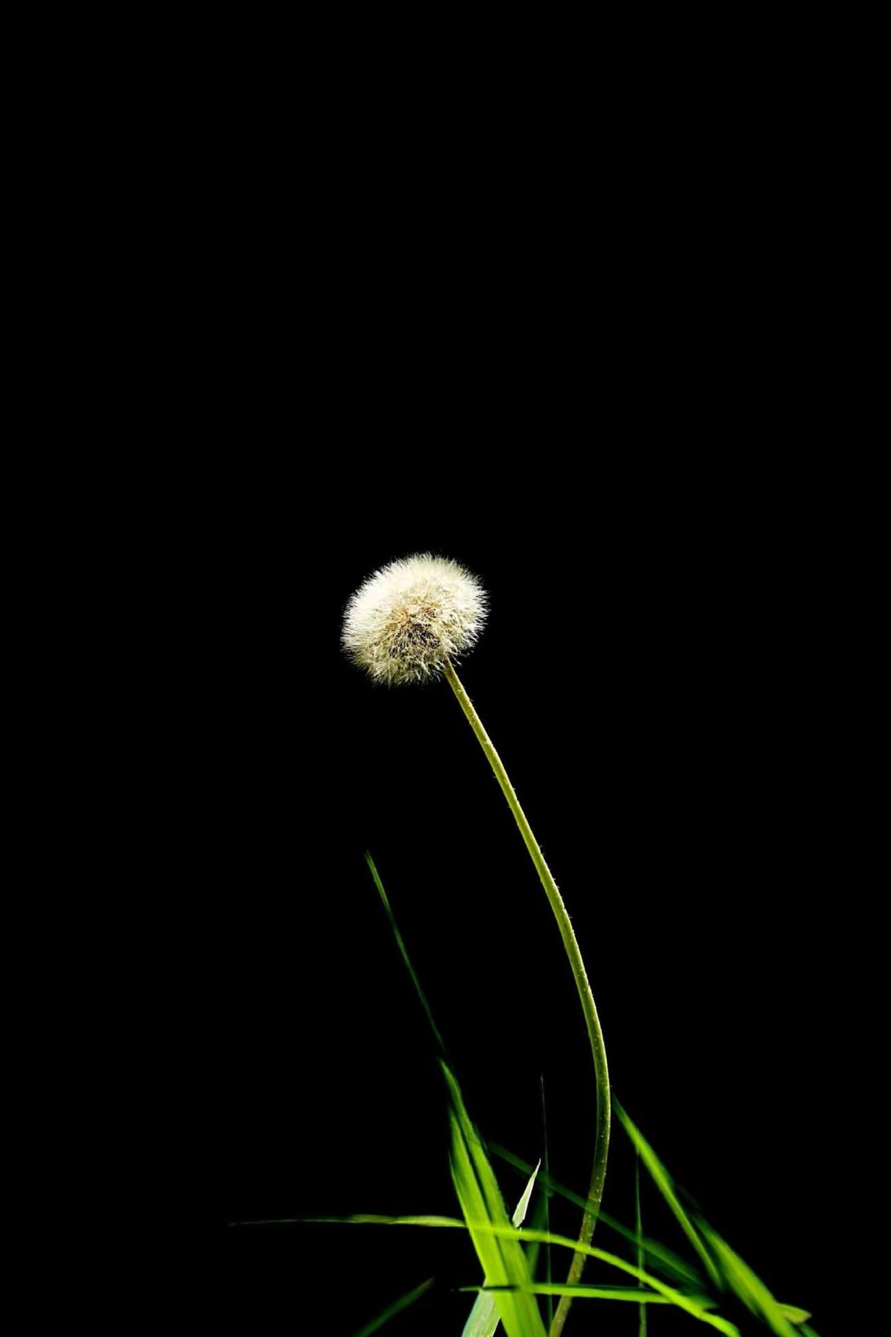 蒲公英的梦。原创花草摄影摄影爱好者