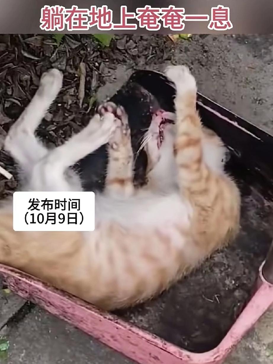 流浪猫跑到人家找吃的被人打伤丟了出来，躺在地上奄奄一息，伤的这么重还能活吗？可别