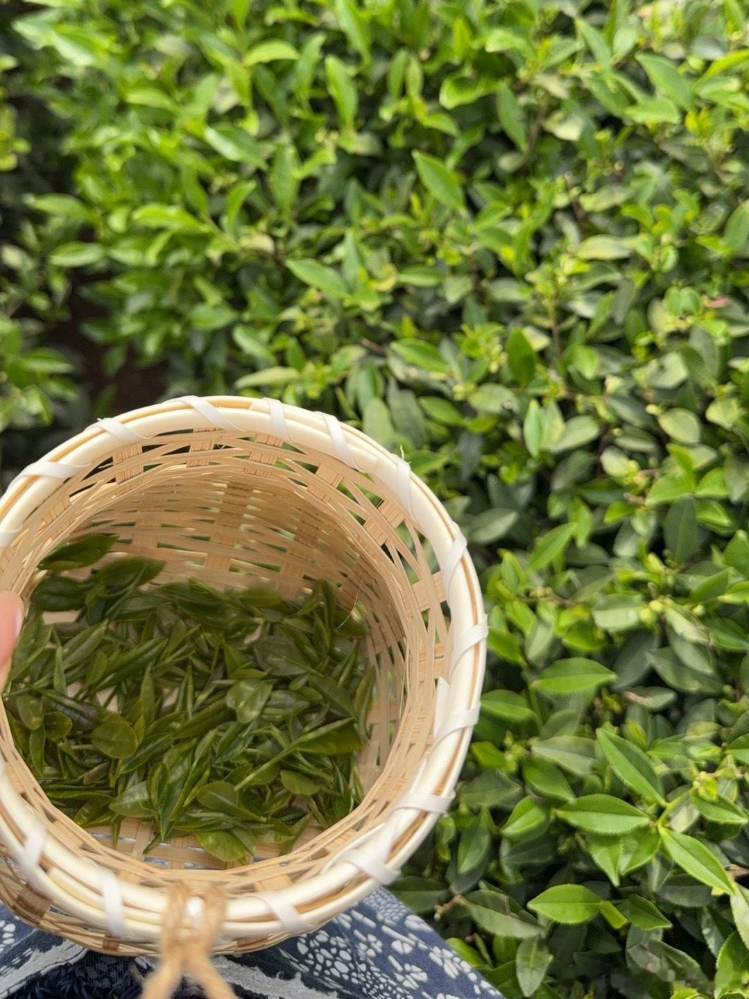 服了，和金猴来采茶。我说只采恰好映入我眼帘的茶叶，所以取名叫缘茶。金猴说他的茶叫