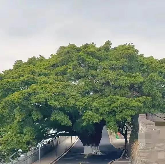 你足够强大了，连路都要给你让路