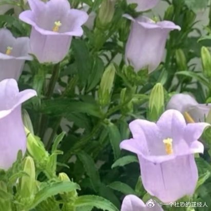 微公益种植🔔风铃草｜治愈系小清新，轻松养出梦幻花园！想要家里拥有一片“叮叮当