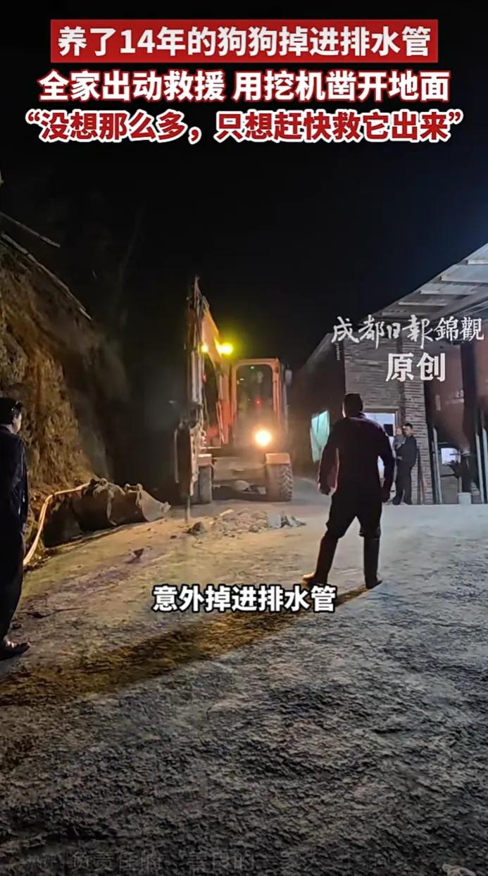 真幸运！养了14年的狗狗掉进排水管，全家出动救援，用挖机凿开地面。“没想那么多，
