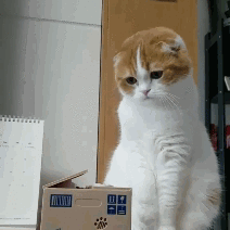 男子闲鱼挂萝卜纸巾猫训练服务萝卜纸巾猫真的太可爱了，小猫被纸巾圈住的画面像动画