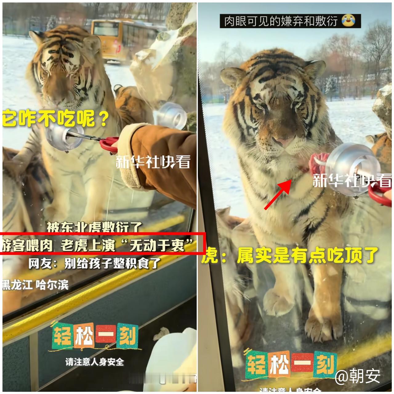 笑不活了！哈尔滨动物园这只东北虎直接把“上班摸鱼”演到极致！游客一车车来