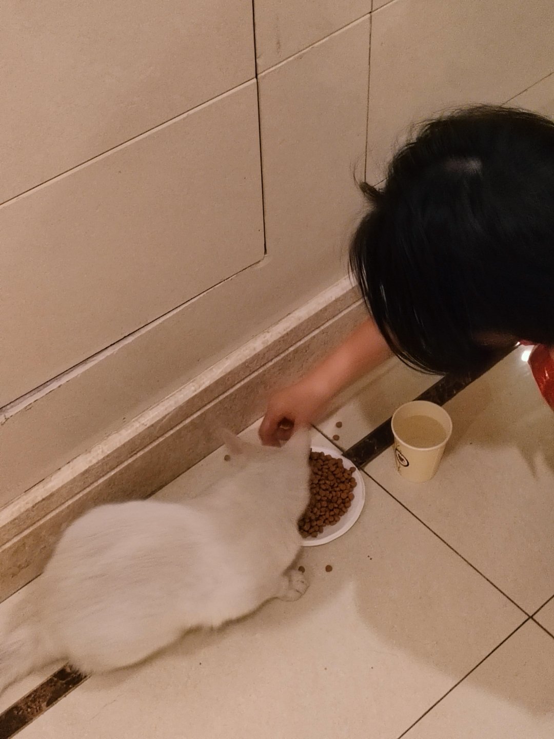 被小猫咪蹭腿的感觉太幸福了——这么好看会撒娇聪明的宝宝怎么还没被收养ww