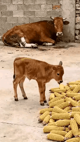 古有舐犊情深，今有衔棒喂母，真是一只孝顺懂感恩的小牛犊。母牛腿部受伤了，不能站