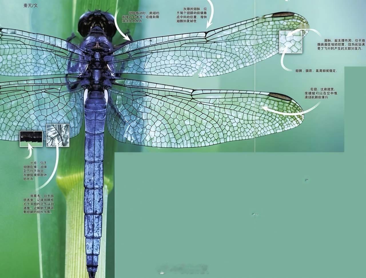 世界上最完美的翅膀，就是蜻蜓的翅膀，远超人类所有飞行器。如果你小时候抓过蜻蜓，就