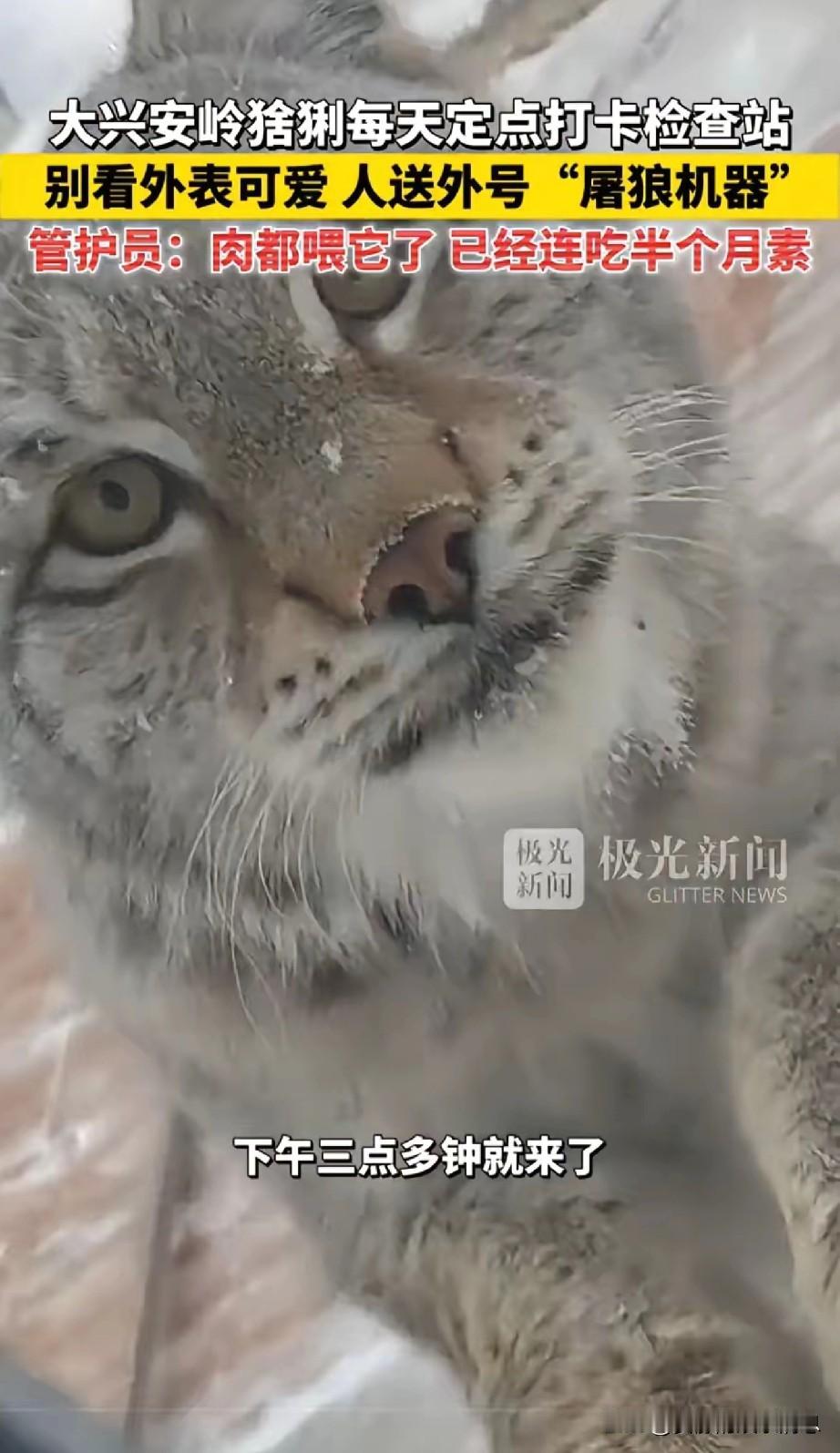 猞猁：这个捕猎者怎么比我还厉害？每次都能捕猎成功，还能分给我吃的，真的太棒了！