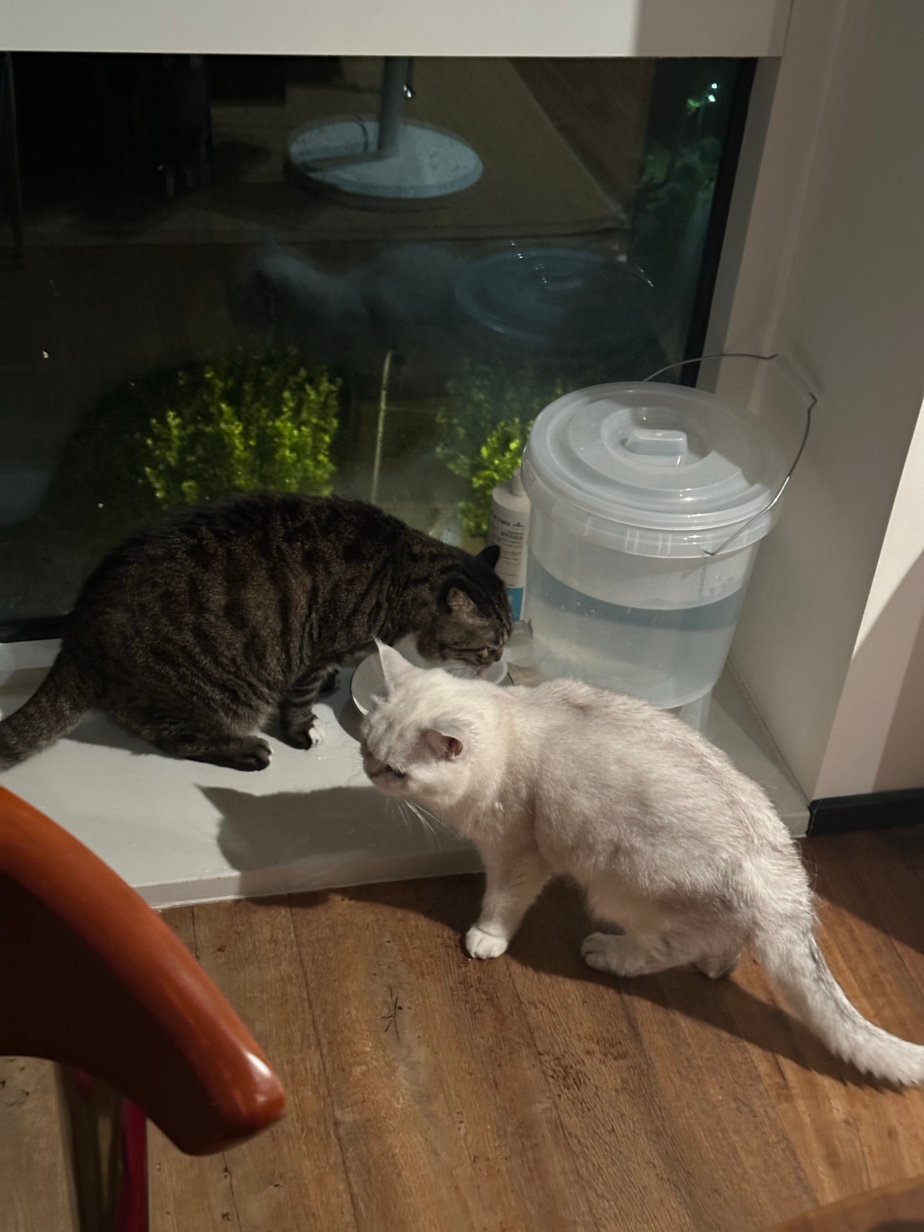 今天忘记添水了，所有的小猫咪都争先恐后过来喝水。咕咕鸡一直在旁边等所有人都喝完才