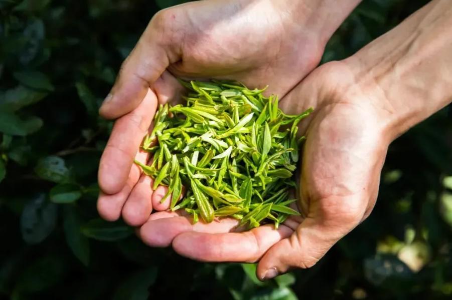 茶叶过期还能喝吗？很多人其实判断错了 看到茶叶上“保质期”三个字，很多人第一