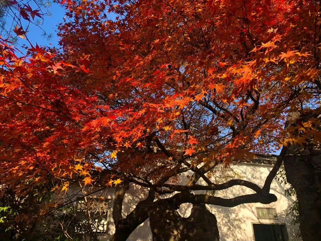 秋天的落叶，就像大自然寄来的信笺。瞧那一片片叶子，染上深深浅浅的红，像烧着的晚霞