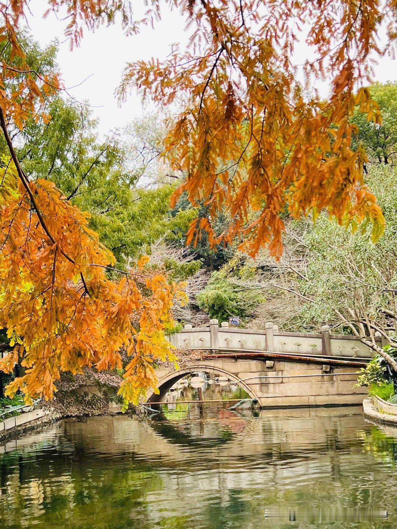 风里带点凉意，但公园的色彩一点不少，红的枫、黄的叶，随手记录这份限定美好