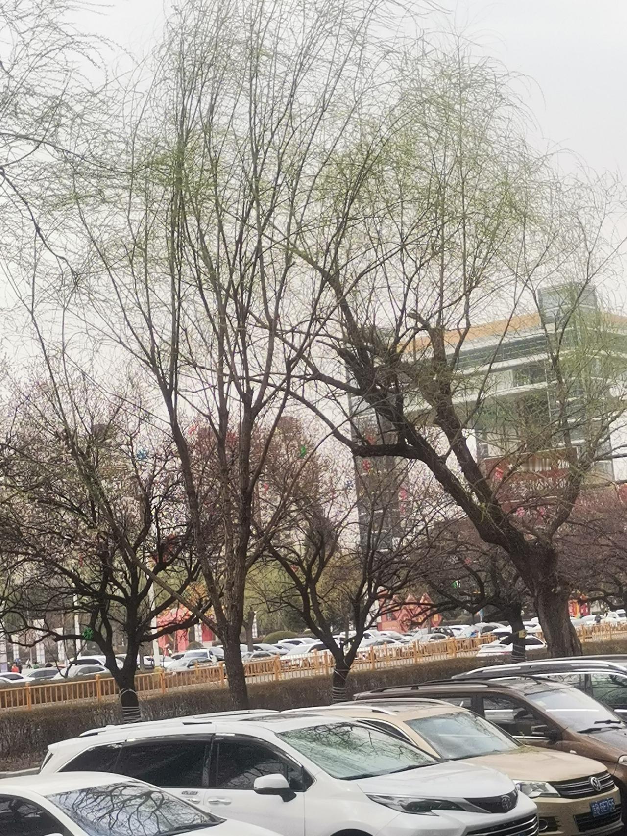 吉林市吉林大街的杏花即将绽放，目前正含苞待放，过几日的景致才最为动人！吉林大