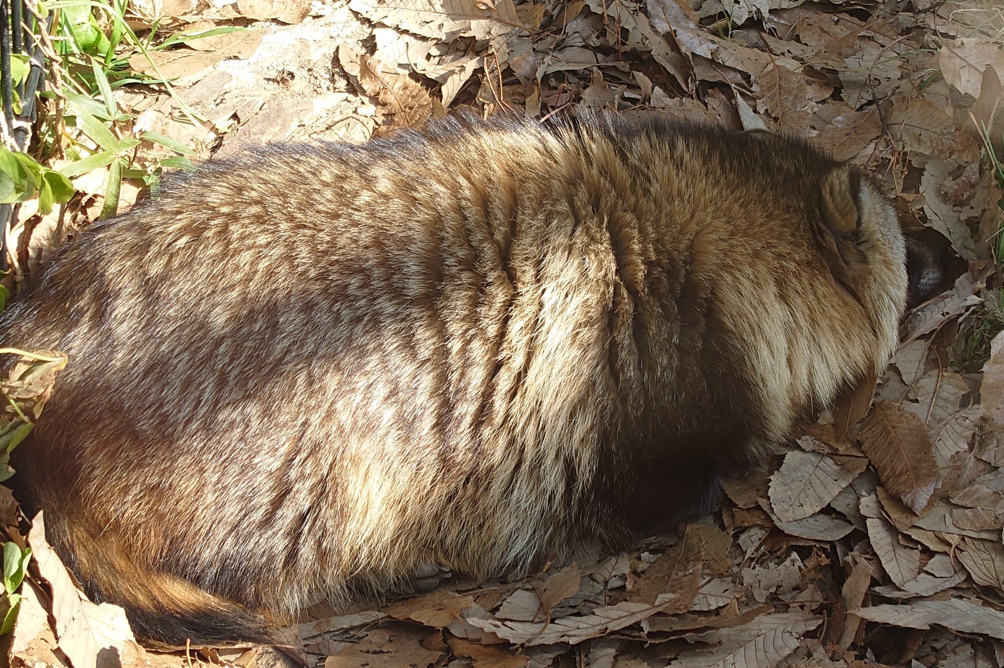 貉子和很多猫咪一样~貉貉身上也有东非大裂谷（蒜瓣毛）可以看出不仅是毛厚，还吃很