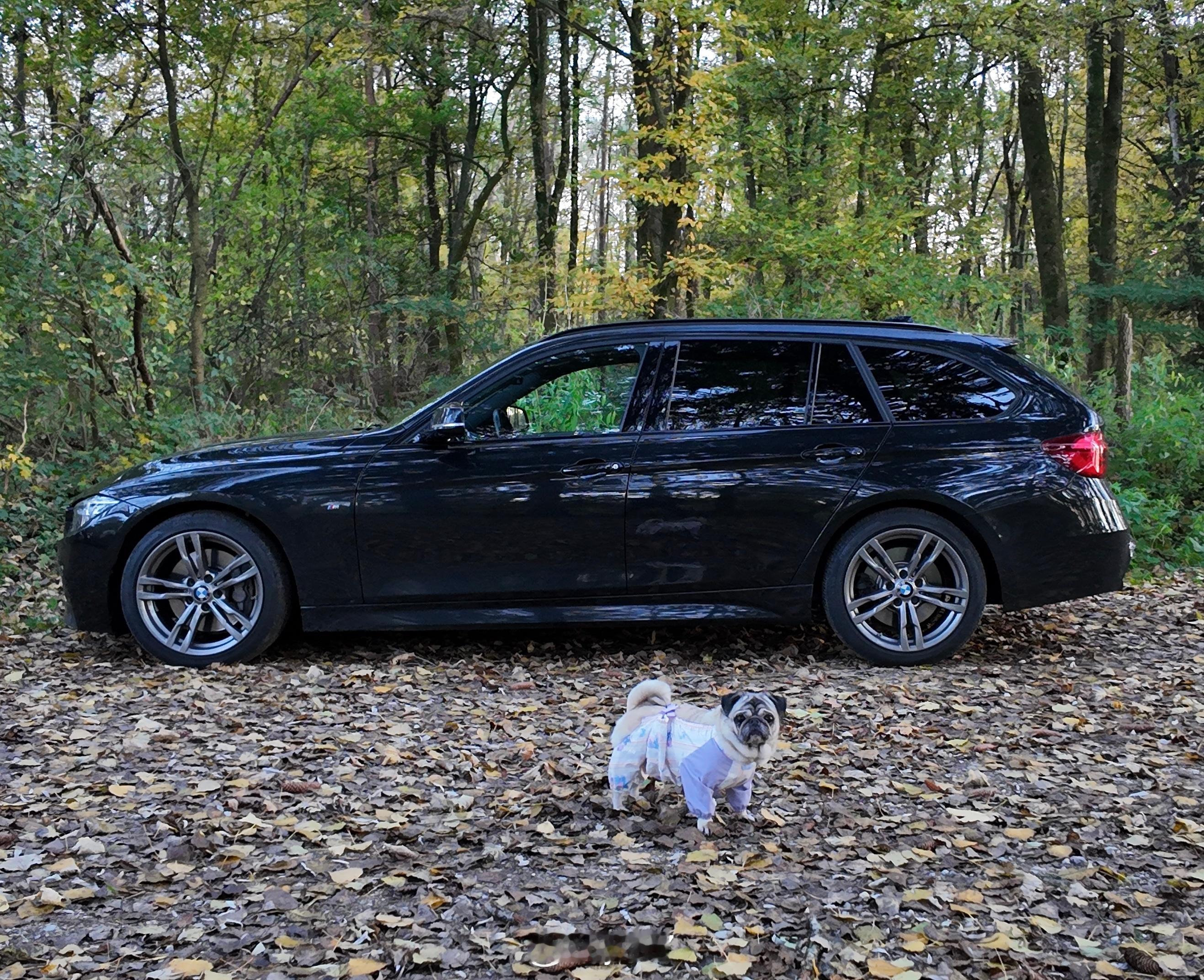 旅行车和狗yz77聊车