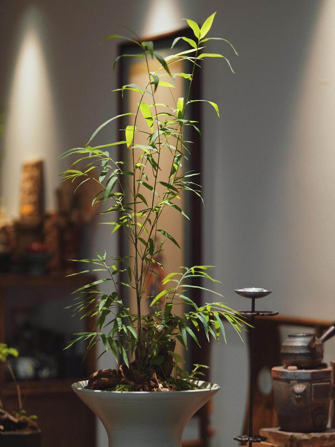 与草木为伴​​​