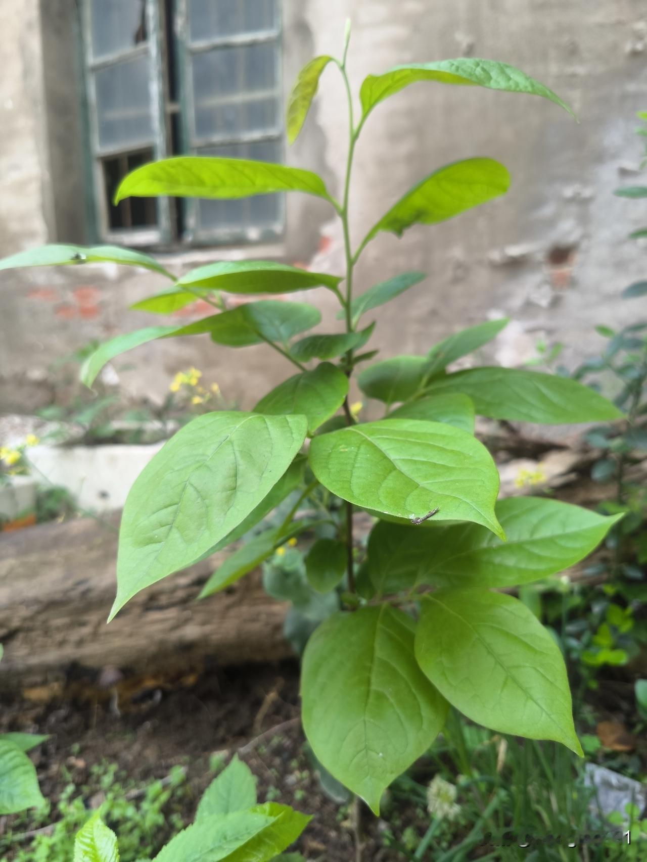 别让它太累三年前，我把吃柿子剩下的种子埋在了小区的废旧树池里。幸运的是，有一颗