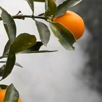 金桔极简种植养护一、种植1. 时间：春3-4月、秋9-10月栽种2. 盆土：口径
