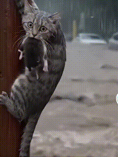 和猫咪能学会很多。尤其是为了孩子这块，猫咪是个好老师。水灾猫妈能叼着猫娃等救